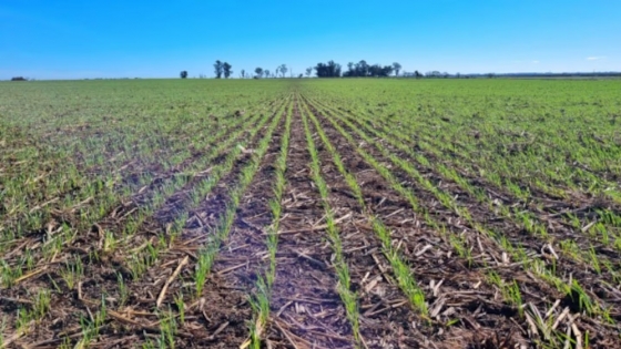 Lluvias inesperadas revitalizan el trigo y devuelven el optimismo en el corazón agrícola argentino