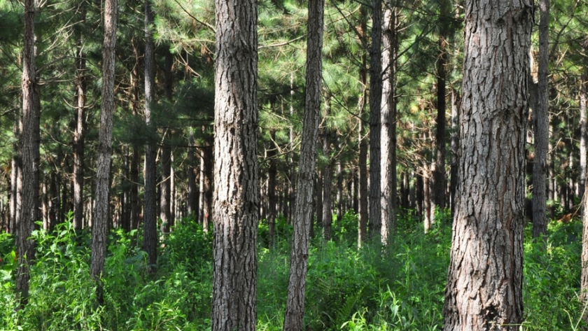 Agricultura entregó más de 287 millones de pesos al sector forestal en 2020