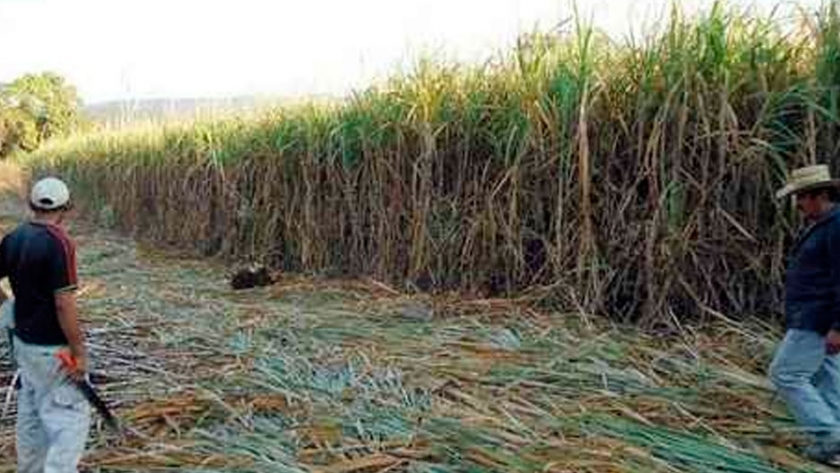 Reducen hasta 50% el uso de químicos en producción de caña de azúcar
