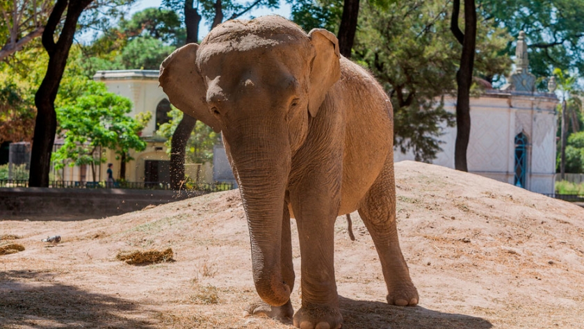 La elefanta Mara emprende su traslado desde Argentina a Brasil