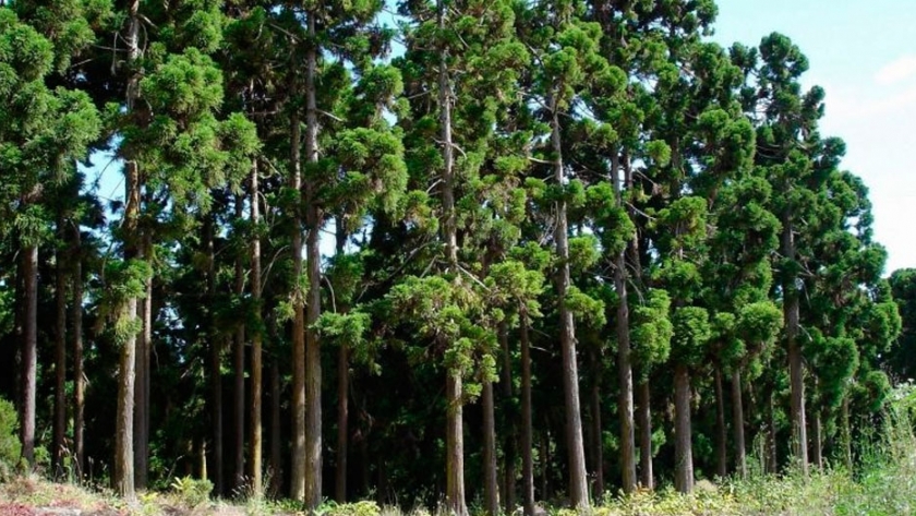 Chaco apuesta fuerte a la industria forestal