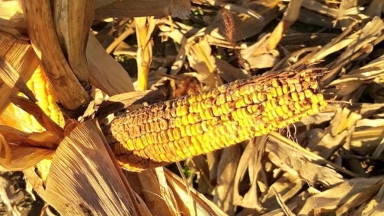 Alerta en el maíz: crece la chicharrita y recomiendan intensificar los controles para evitar nuevos brotes