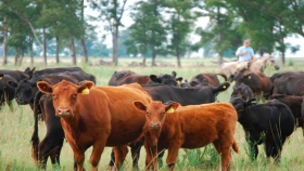 Presentan en Chascomús un programa de fortalecimiento de la cadena bovina