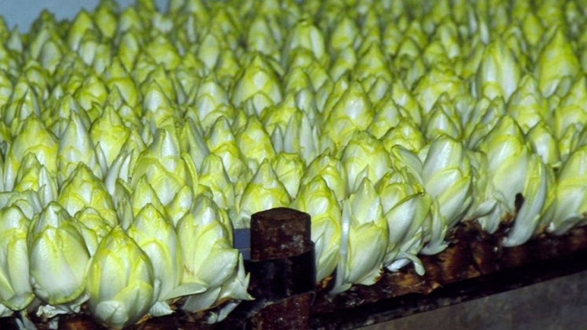 Un negocio que produce sana endivia