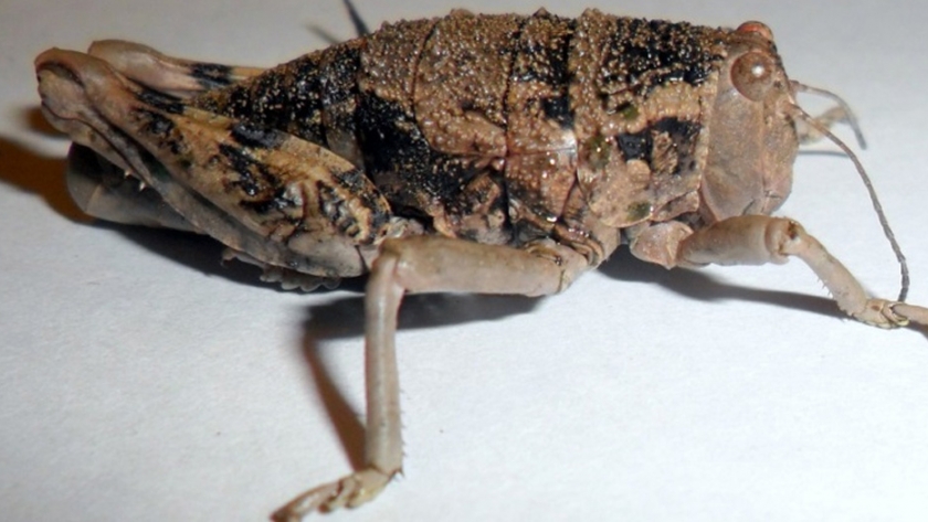 Tucura sapo: pautas para el manejo preventivo en Río Negro