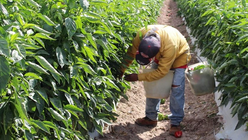 Sinaloa impulsor del desarrollo de la agricultura