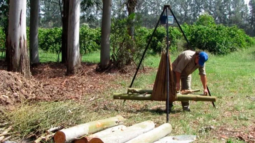Las plantaciones de eucalipto no solo producen madera, también almacenan carbono