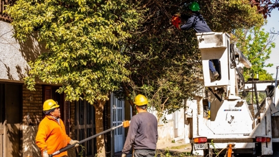 Rosario intensifica la poda y escamonda en siete barrios para preservar el arbolado urbano