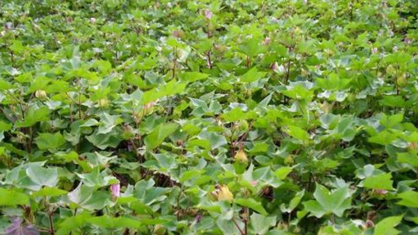 Evaluación de azospirillum, pseudomonas, ácidos húmicos y fertilizantes en el cultivo de algodón