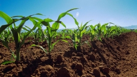 ¿Cuál es la intención de siembra de maíz para el ciclo 2022/23?