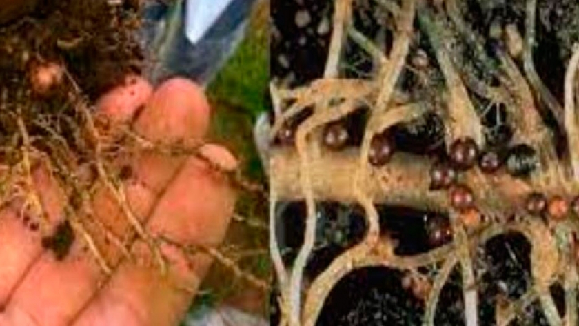 El INTA Rama Caída trabaja en el control de nematodos de papas
