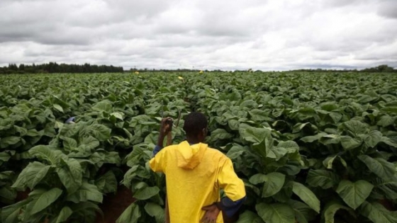 Productores de tabaco reclamaron una distribución más equitativa del valor para garantizar la sostenibilidad del sector
