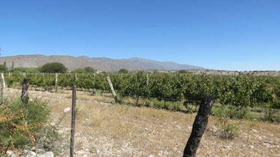 El IDEP convoca a firmas vitivinícolas para una misión inversa con compradores de Brasil