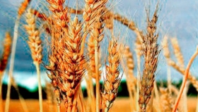 Brasil no renovará la compra de trigo extra-Mercosur