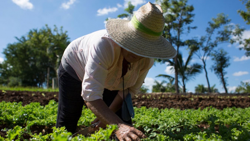 Elaboran un plan para incentivar la agroecología en México
