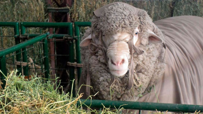 Cómo lograr que la ganadería ovina sea sustentable en el largo plazo