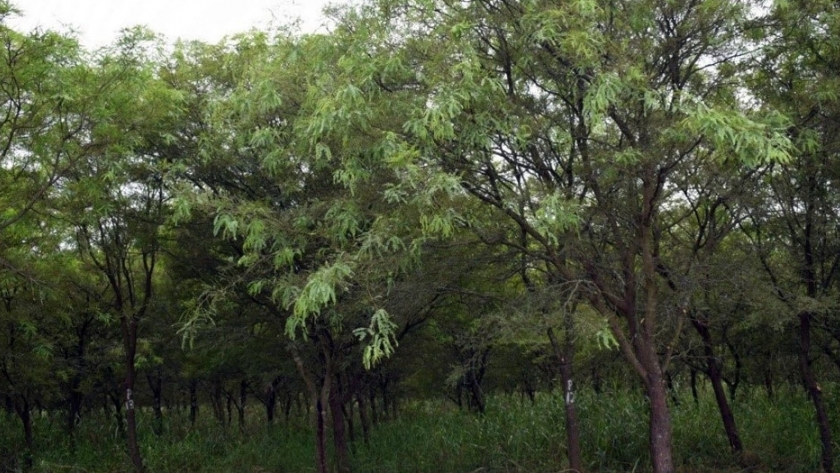 El INTA Sáenz Peña avanza en el estudio y generación de un rodal semillero de material selecto de Prosopis alba "algarrobo blanco"