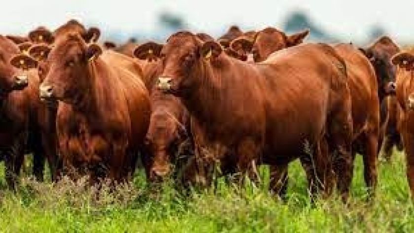 Plan GanAr: entra en vigencia la bonificación de tasa para productores ganaderos, tamberos y cooperativas