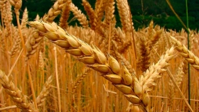 Crecería la siembra de trigo