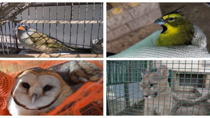 El Gobierno de San Luis rescató más de 380 animales en lo que va del año