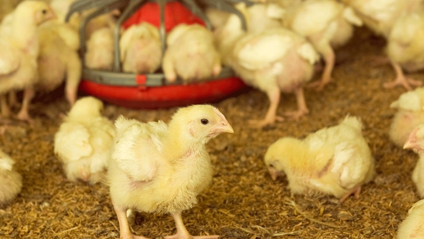 Aves: producción Primaria