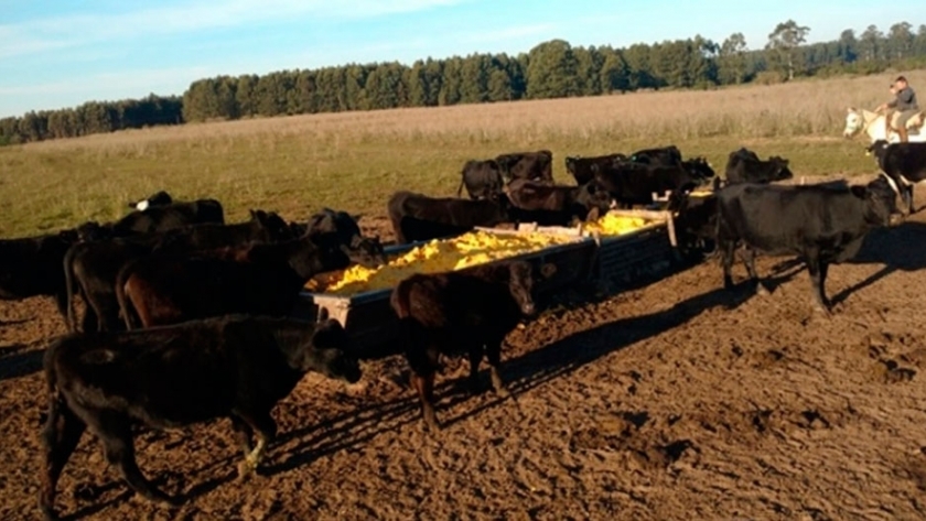 Aprovechan el descarte de cítricos para suplementación bovina