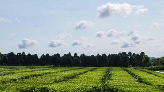 Impulso al té gourmet en Misiones: avances en producción y turismo tealero