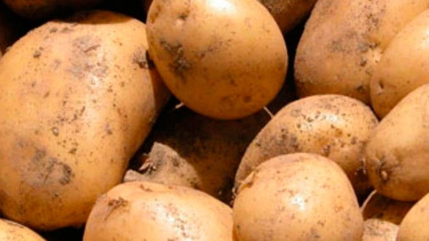 Colombia: Desarrollan tratamiento contra la polilla de la papa