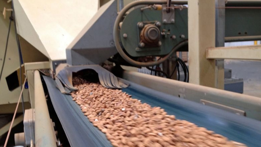 Se acerca una cosecha récord de almendras a pesar de un año desafiante para la agricultura