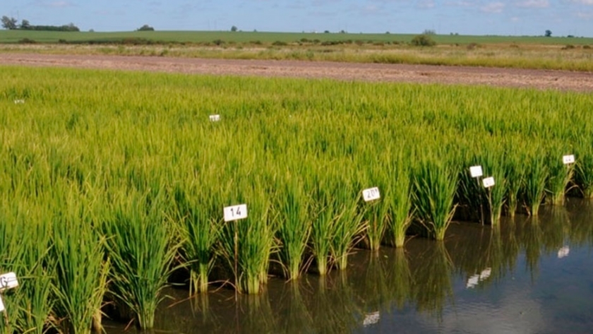 Altos costos y presión impositiva provocan un freno a la producción de arroz