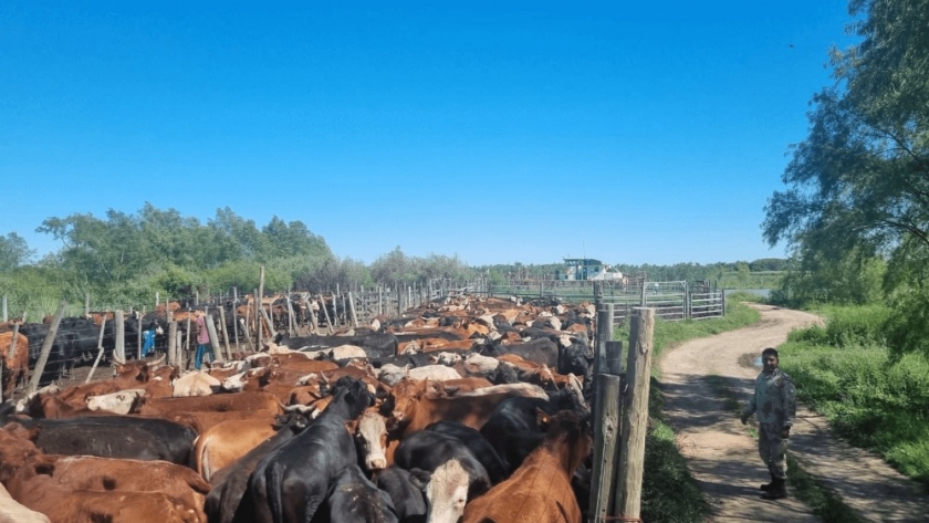 Otro sacudón en el mercado ganadero: las inundaciones podrían generar una lluvia de hacienda hacia los feedlots