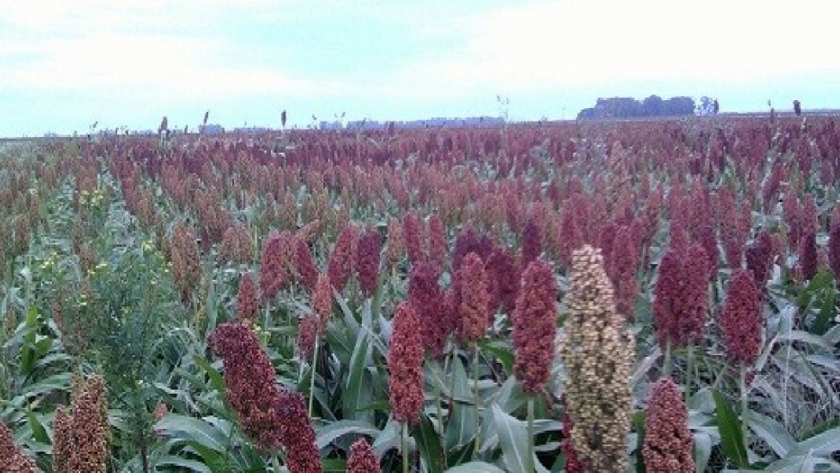 Se estima un aumento del 40 a 50 % del área con sorgo en Entre Ríos