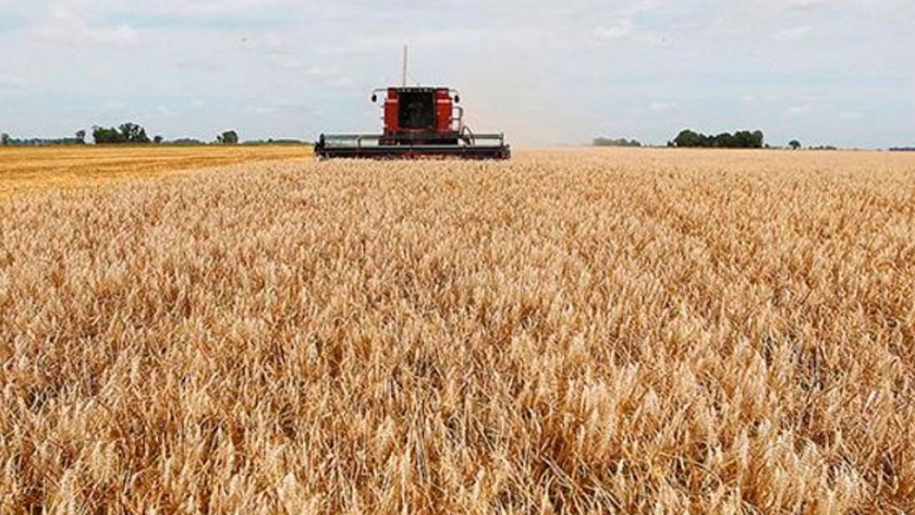 Luego de las lluvias, la cosecha de trigo alcanzó el 33,9% del área apta pero una demora interanual de 6,1 puntos porcentuales