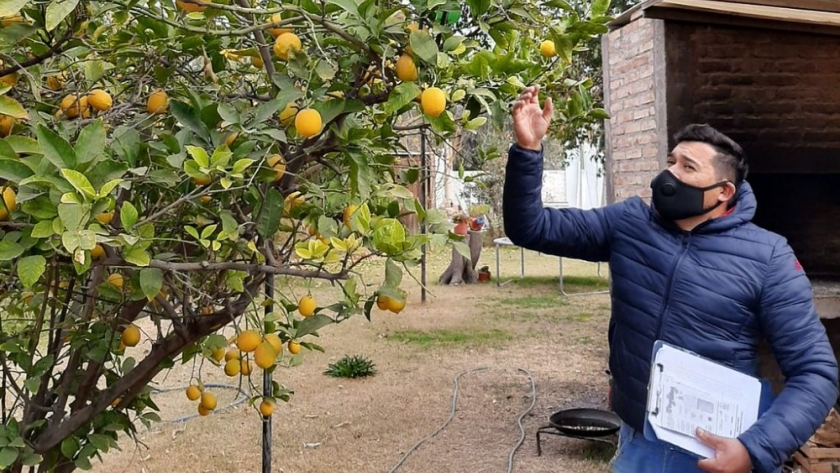 La cosecha de cítricos contribuye con la lucha contra la mosca de los frutos