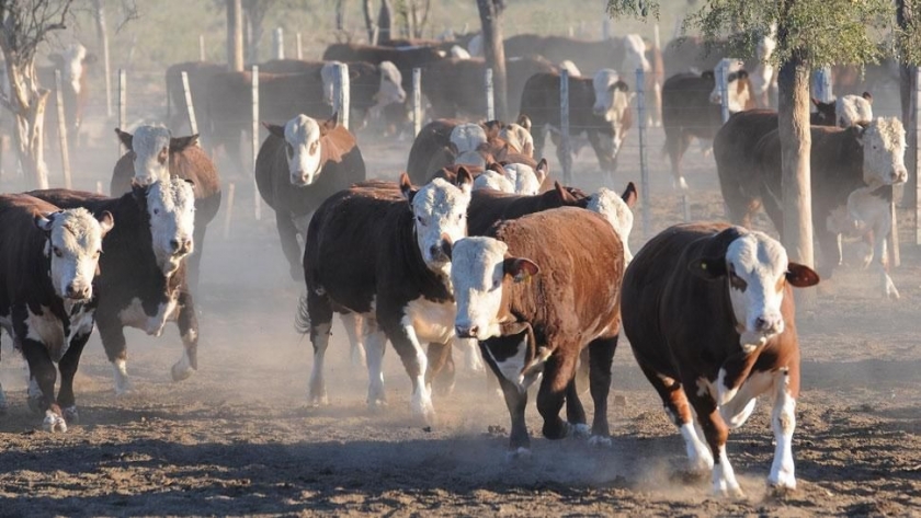 Viedma: Ya funciona el laboratorio para análisis de brucelosis bovina