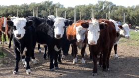 El ministerio de Desarrollo Agrario lanzó el plan PEV 2021 para bovinos