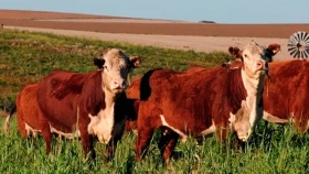 Previa de la zafra 2021: qué precios se negocian para la invernada y la cría
