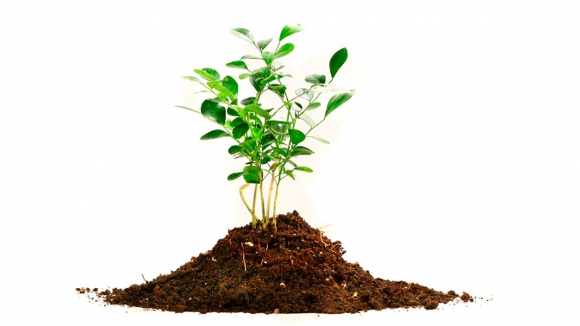 Los organismos microscópicos y sus beneficios para el crecimiento de las plantas