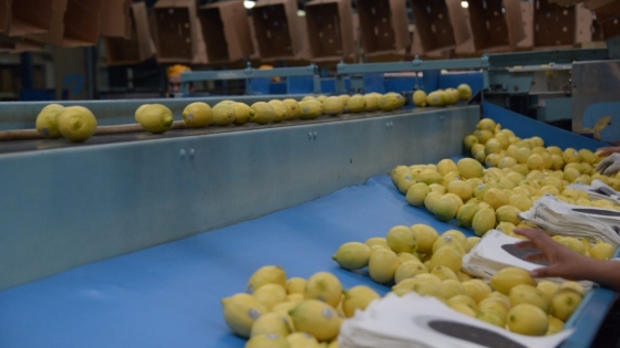 Argentina suma a Panamá como nuevo destino para sus cítricos frescos