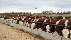Manejo sanitario en la recría y terminación de bovinos del VIRCH