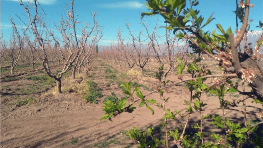 El Iscamen realiza la primera alerta para el control de grafolita en los oasis Norte, Este y Sur