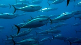 Importante avance en piensos para el atún favorece su cultivo sostenible