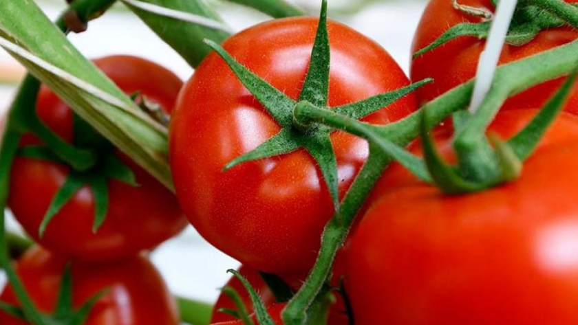 Rusia: el volumen de tomate en Stavropol aumentó un 13%