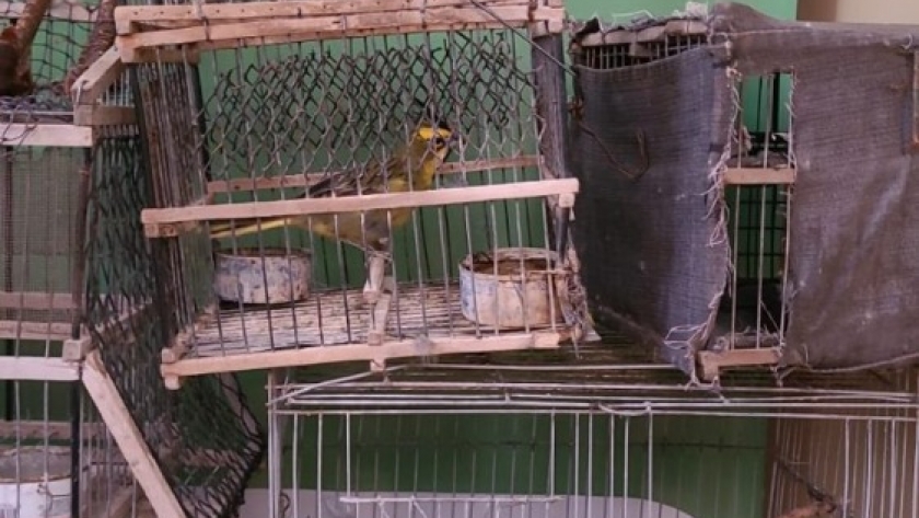 Rescataron en Alvear aves silvestres en peligro de extinción y con signos de maltrato