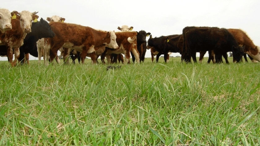 Pastura tóxica: detectan festuca infectada con un hongo