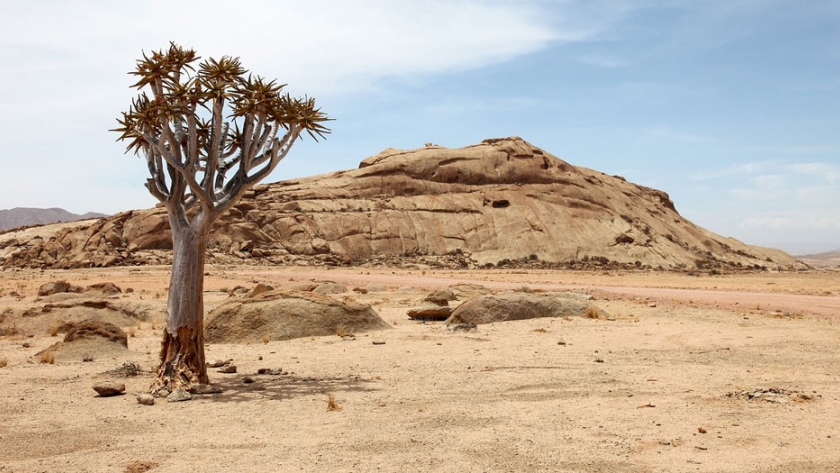 Sequía severa afectará la industria cárnica de Namibia después de que los rebaños de ganado diezmaran