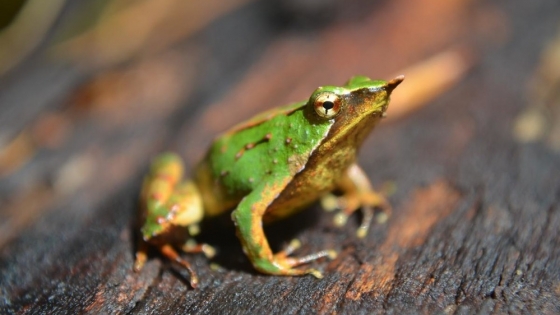 Descubren el patógeno que acelera la extinción de la rana de Darwin en el Cono Sur