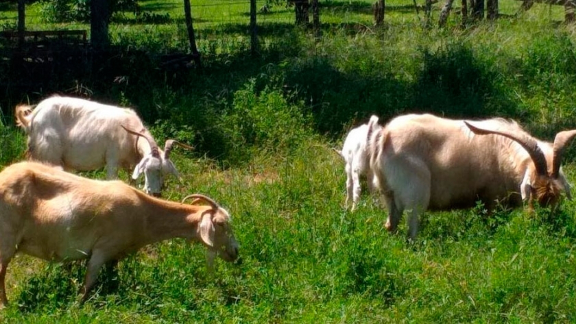 Santa Isabel, La Pampa: frigorífico concretó embarque de cabras a Bahamas