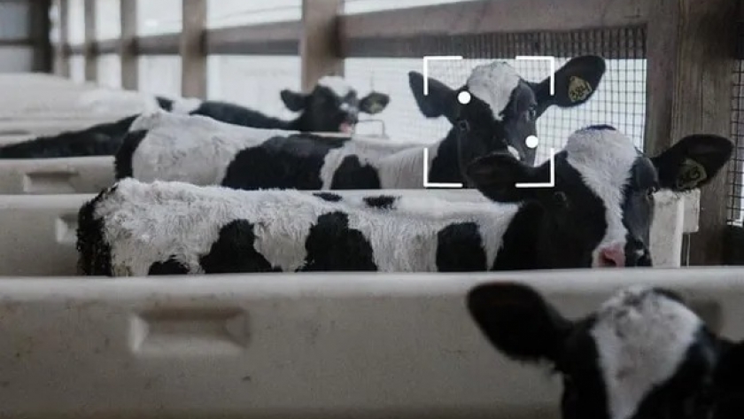 Chat GPT y agro: la inteligencia artificial ya impacta en el campo, con casos concretos de aplicación