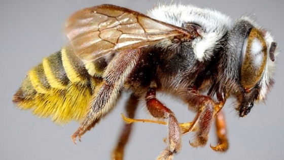 Aparecieron cuatro nuevas especies de abejas en la Argentina: Son solitarias, construyen nidos con pétalos y barro, y tienen mandíbulas filosas